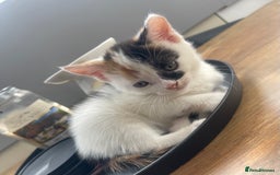 Mixed Breed cats for sale: Kitten’s for sale - Image 5