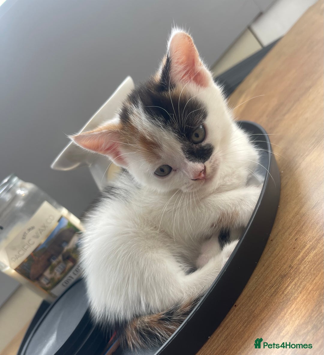 Mixed Breed cats for sale: Kitten’s for sale - Image 5