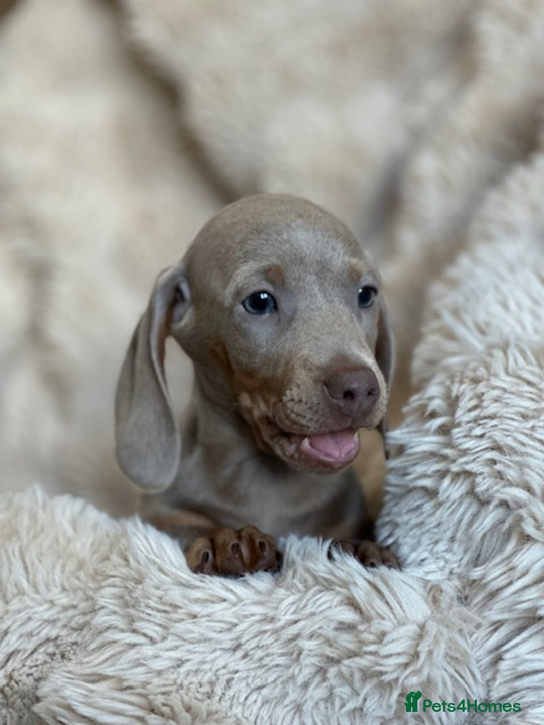 Miniature Dachshund dogs for sale: Stunning ISABELLA miniature dachshunds  - Advert 18