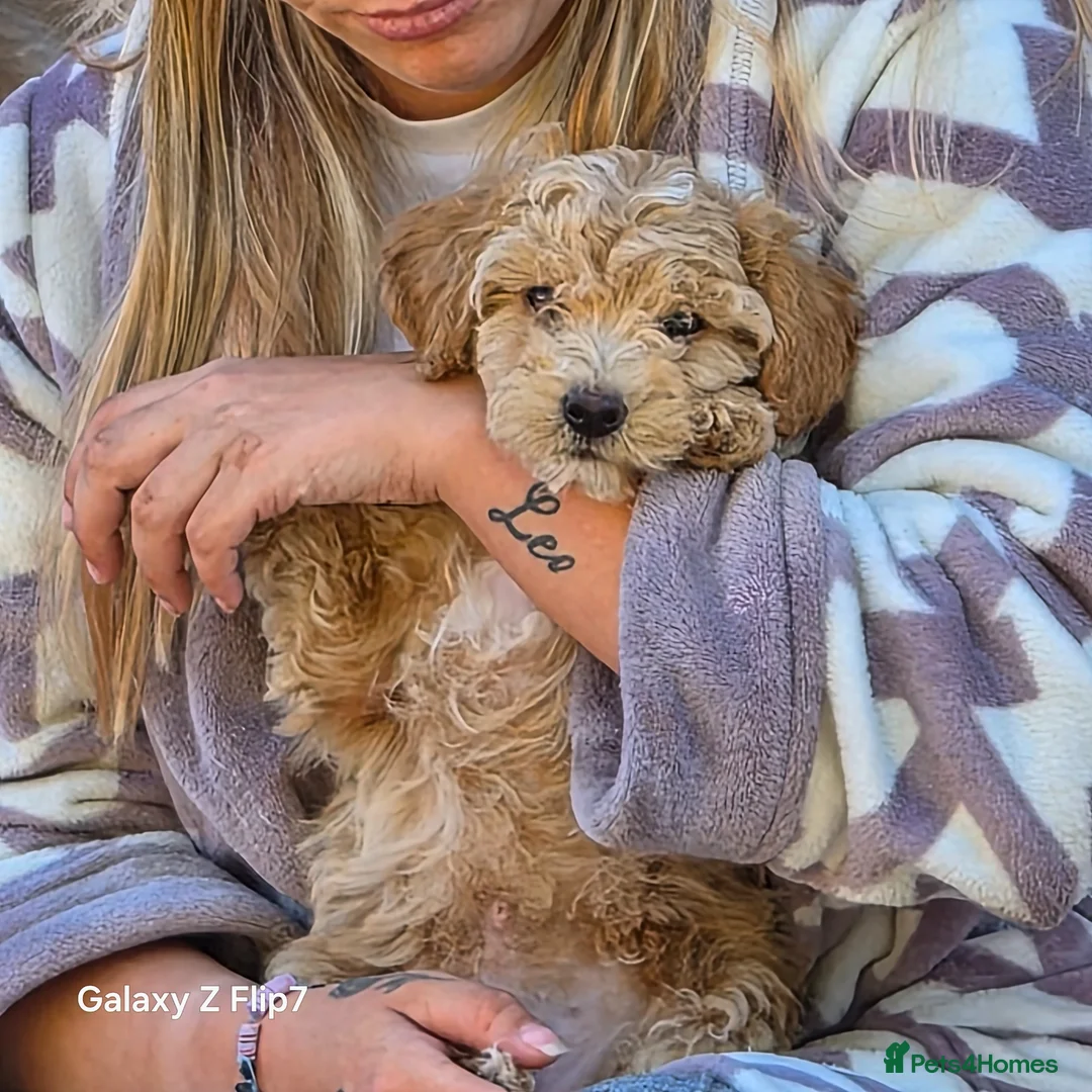 Cavapoo dogs for sale: Cavapoo pups last male - Advert 1