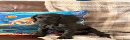 Cocker Spaniel dogs for sale: Working cocker Spaniel 1 Black Boy Left !  - Advert 3