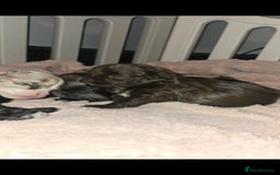 Pomapoo dogs for sale: 1 time miniature Pomapoo puppies - Image 5