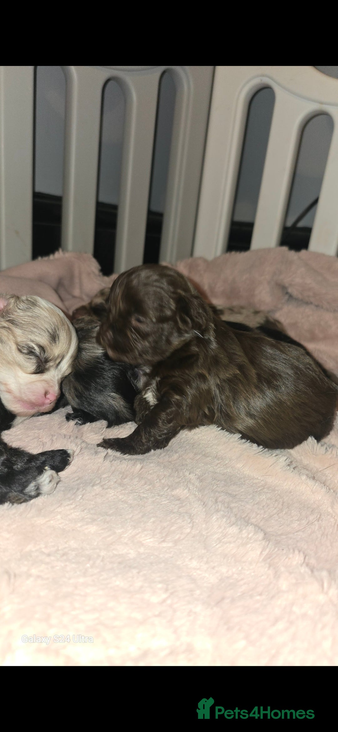 Pomapoo dogs for sale: 1 time miniature Pomapoo puppies - Image 5