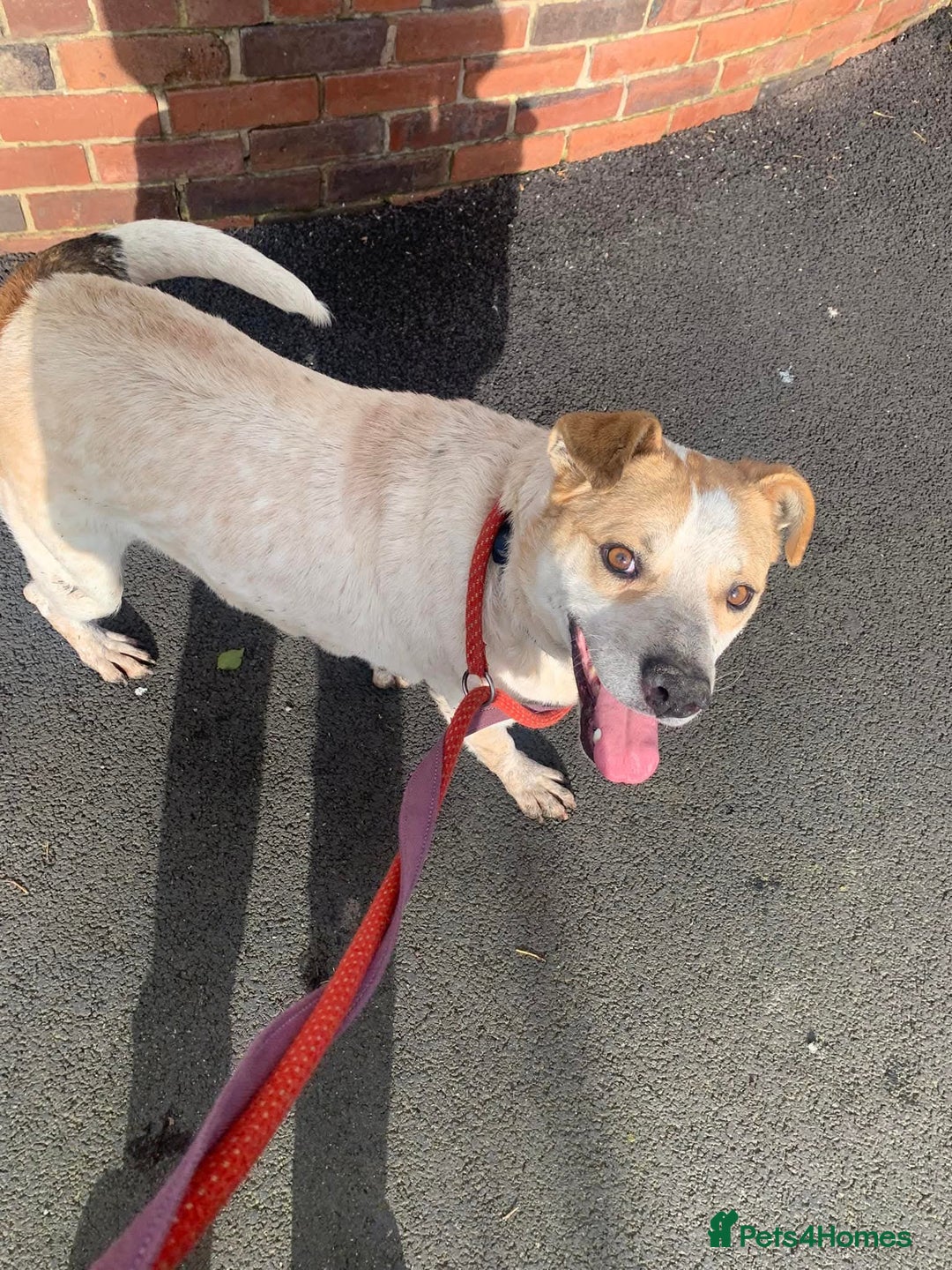 Mixed Breed dogs for adoption: Meet Barry,currently residing in Cheshire  - Image 7
