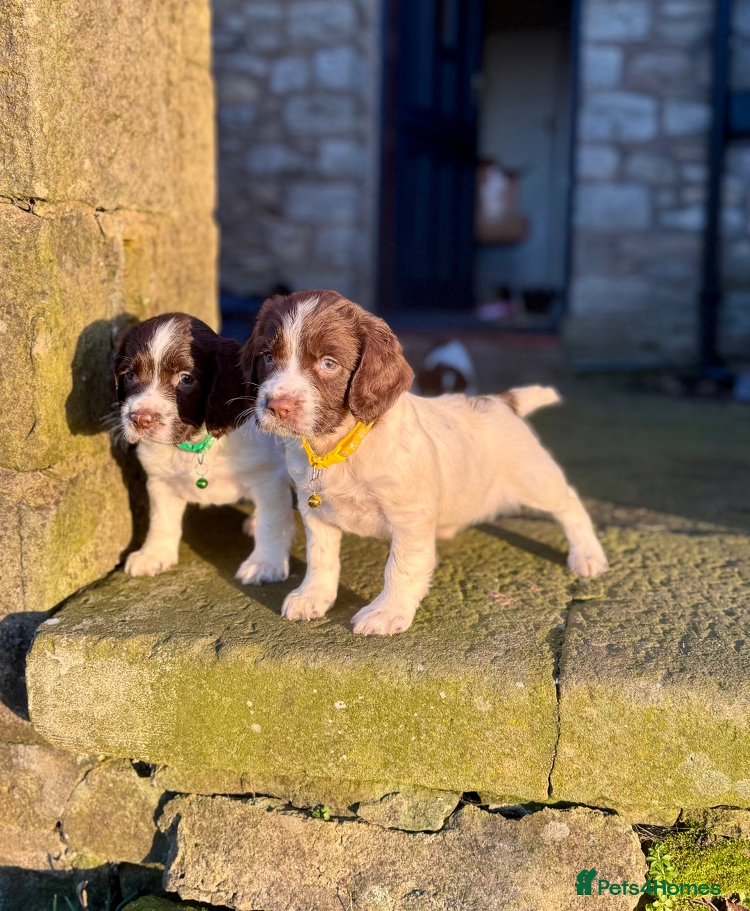 English Springer Spaniel dogs for sale: Beautifully marked, kc registered, legally docked. - Advert 20