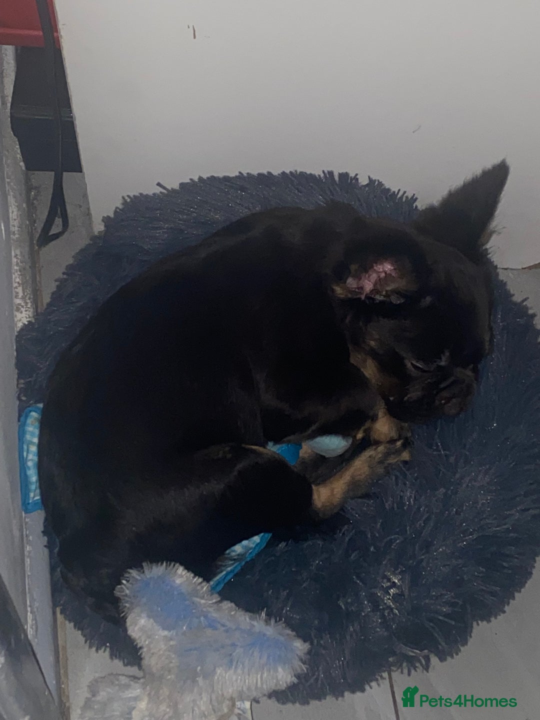 French Bulldog dogs for sale: Fluffy frenchie puppy - Image 9