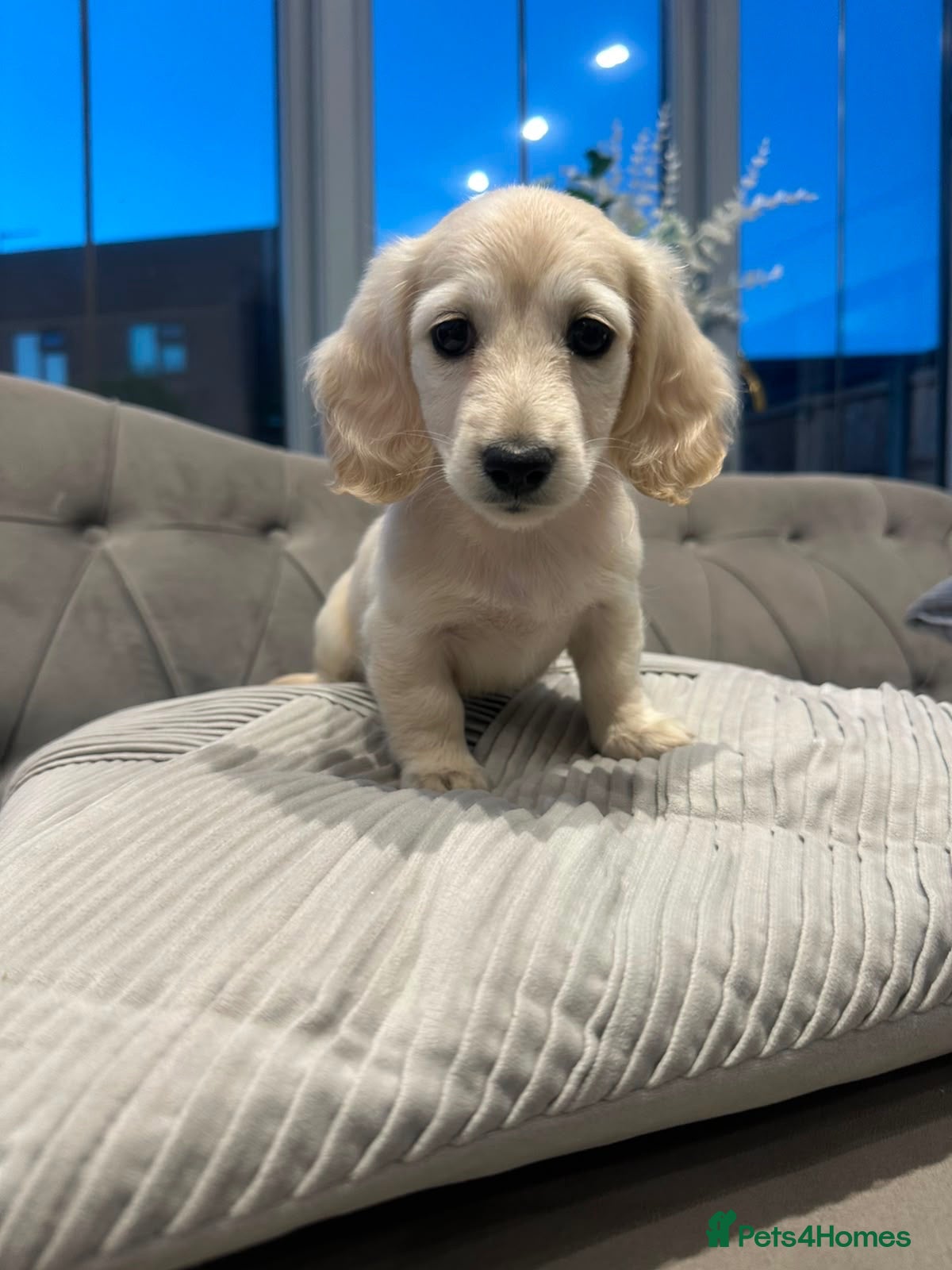 Miniature Dachshund dogs Long haired cream miniature dachshunds  - Advert 1