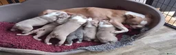Boston Terrier dogs for sale: KC reg 2 girls 3 boys available  - Advert 2