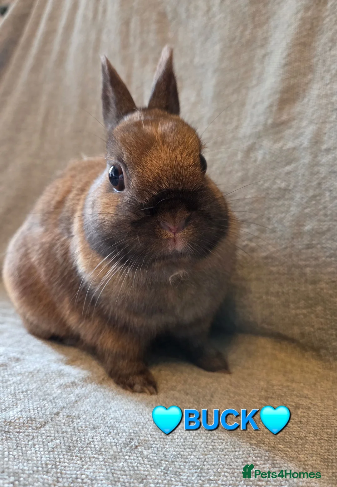 Netherland Dwarf rabbits for sale: 14 week old pure Netherland Dwarf 🩵 - Advert 1