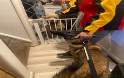 Belgian Shepherd Dog dogs for sale: Help this gorgeous boy find a loving home 🏡 ❤️  - Image 2