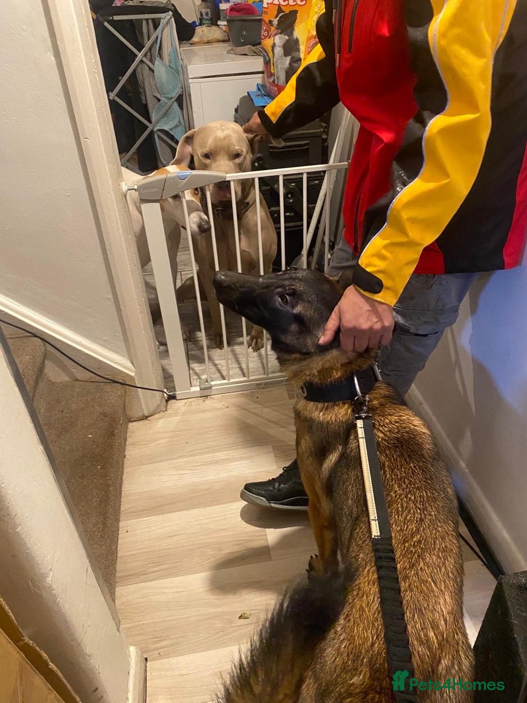 Belgian Shepherd Dog dogs for sale: Help this gorgeous boy find a loving home 🏡 ❤️  - Image 2