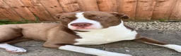 Mixed Breed dogs for sale: Maya  in Leicester - Advert 10