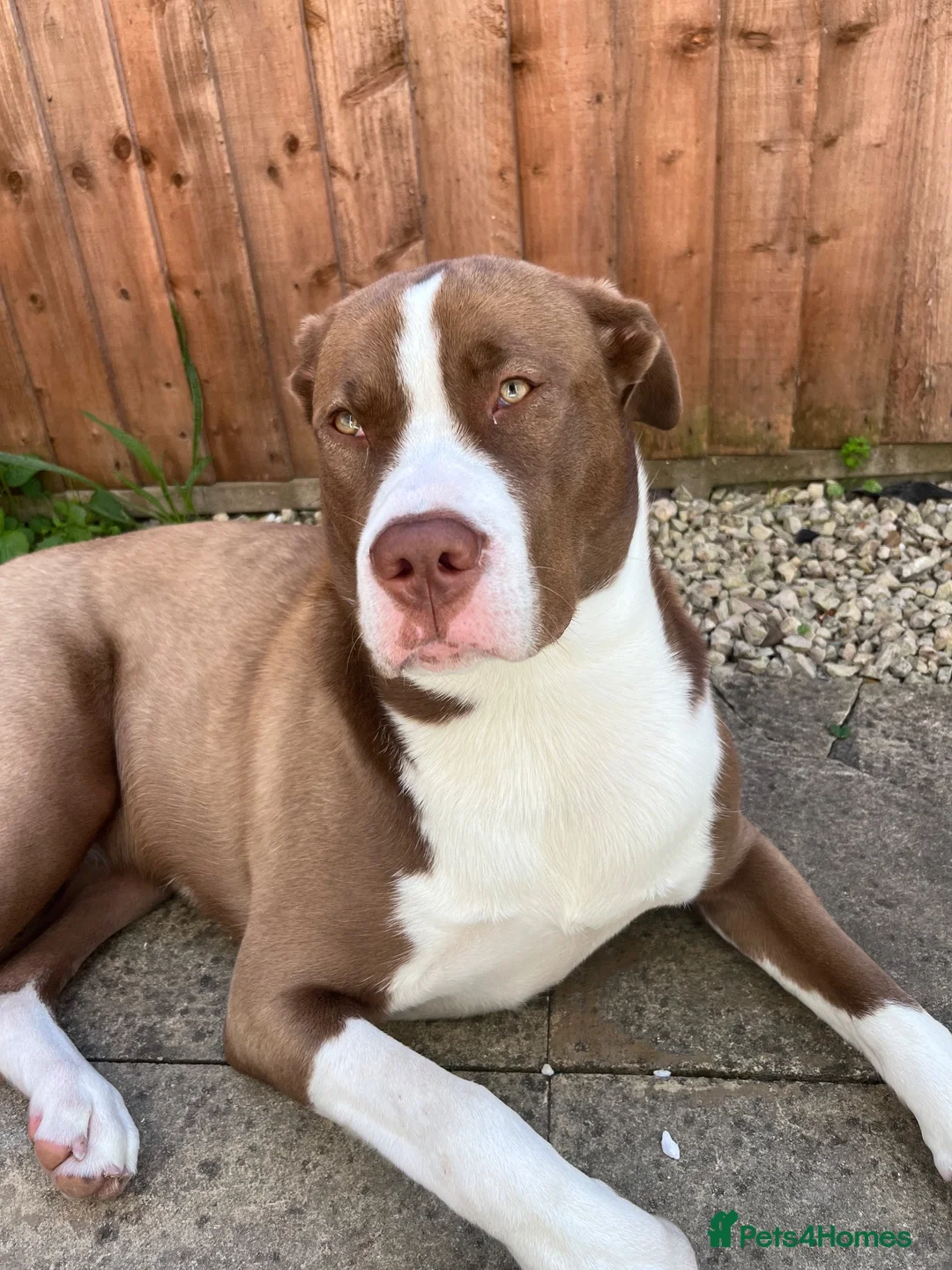 Mixed Breed dogs for sale: Maya  in Leicester - Advert 10