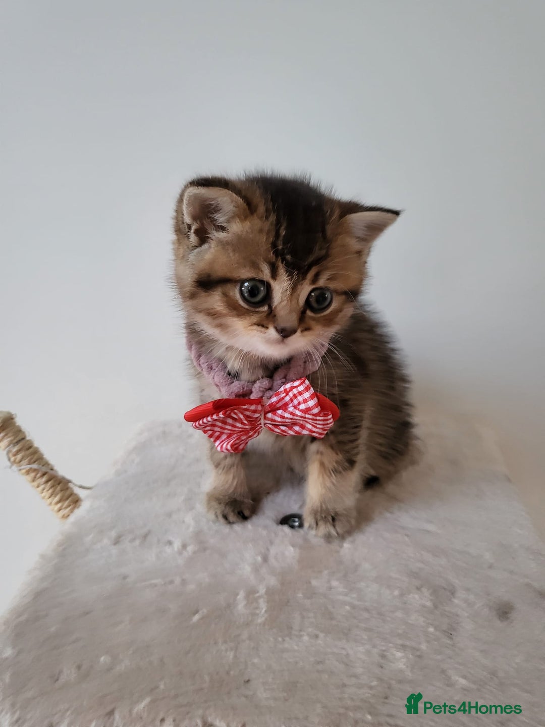 British Shorthair cats for sale:  **  **  **  ** BRITISH SHORTLY **  **  **  **   - Advert 11