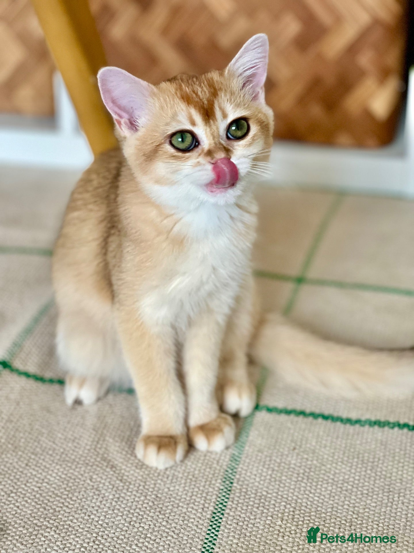 British Shorthair cats BSH Golden kittens TICA Reg - Advert 1