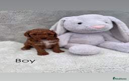 Cavapoo dogs for sale: Red curly cavapoo puppies  - Advert 5