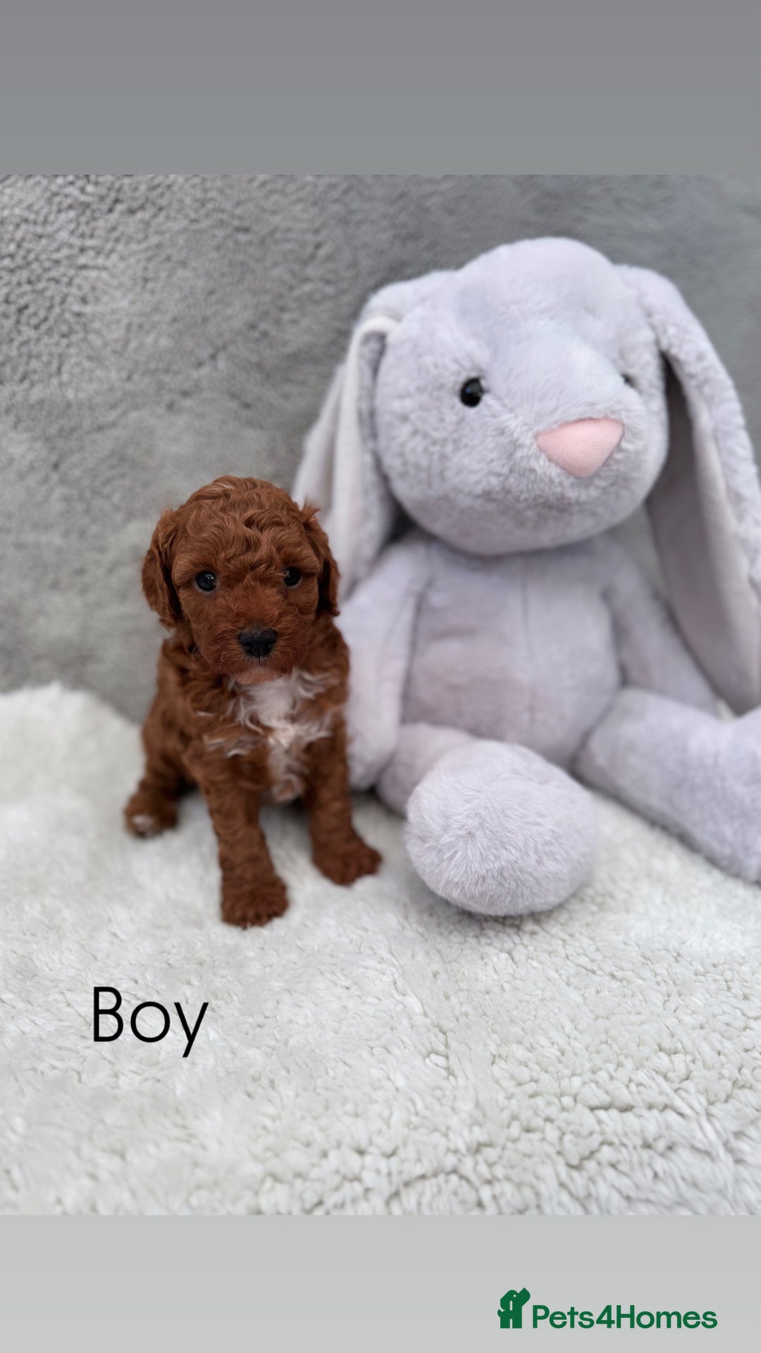 Cavapoo dogs for sale: Red curly cavapoo puppies  - Advert 5