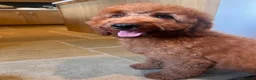 Irish Doodle dogs for sale: F1B Miniature Irishdoodles fully tested parents  - Advert 3