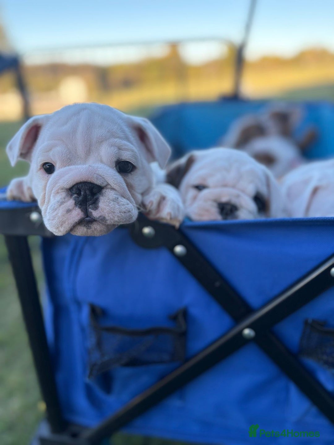 English Bulldog dogs for sale: Gorgeous Purebred English Bulldog Puppies - Image 13