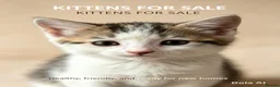 Domestic Shorthair cats for sale: Kittens for sale  in Nottingham - Advert 5