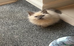 Ragdoll cats for sale: Ragdoll Blue Point Kittens (Reduced) - Image 6