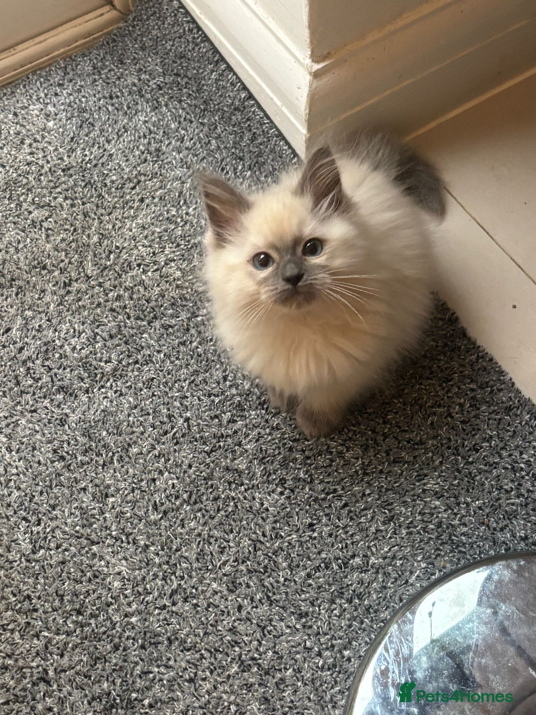 Ragdoll cats for sale: Ragdoll Blue Point Kittens (Reduced) - Image 6