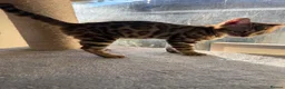 Bengal cats for sale: TICA 🔥 Pedigree health tested 🐾 Bengal Kittens  - Advert 11