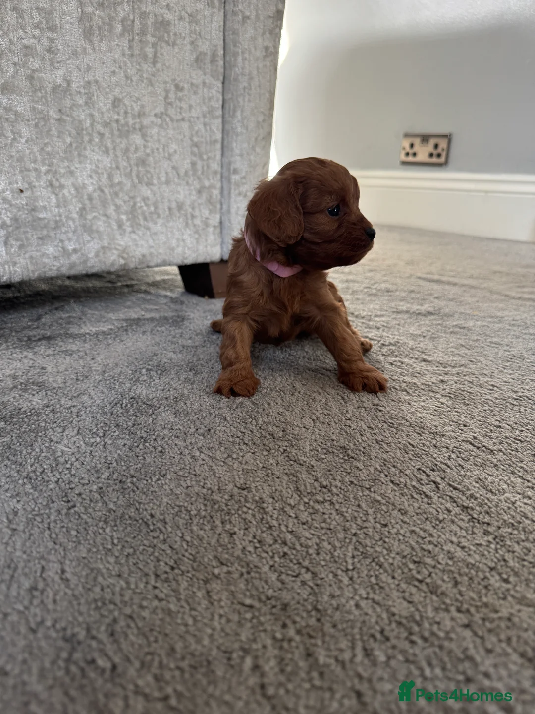Cavapoo dogs for sale: Superb quality Cavapoo Puppies  - Advert 23