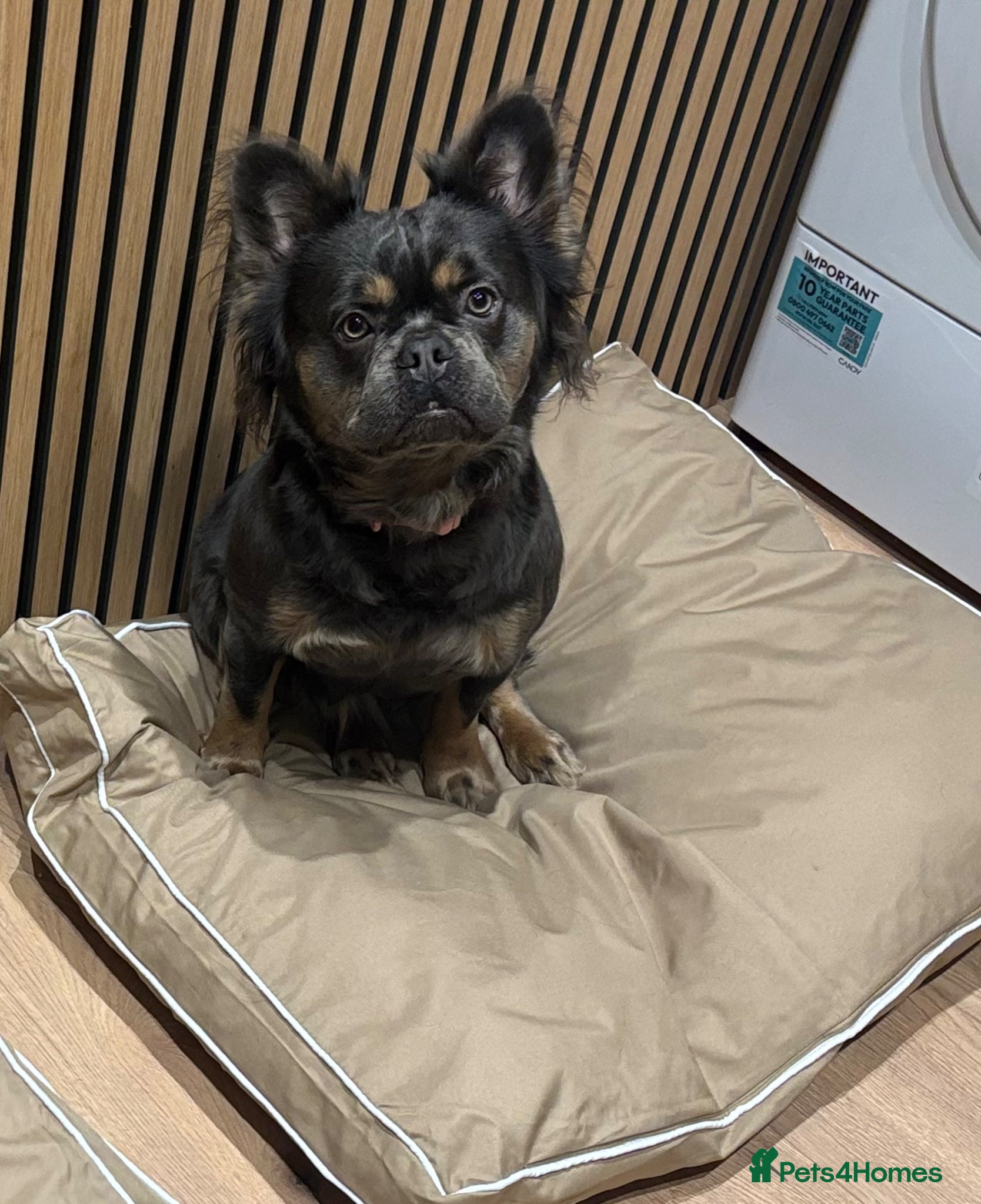 French Bulldog dogs Miss Luna  - Advert 7