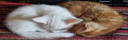 Mixed Breed cats for sale: Pretty kittens ready now for their forever homes  - Advert 8