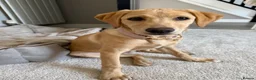 Labrador Retriever dogs for adoption: Yellow Labrador for adoption  - Advert 1