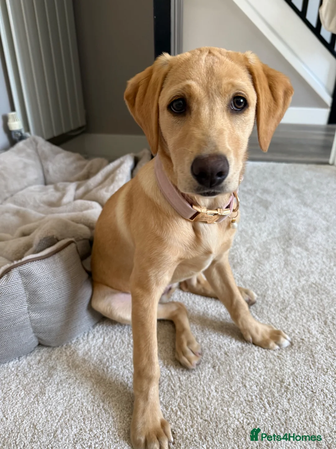 Labrador Retriever dogs for adoption: Yellow Labrador for adoption  - Advert 1