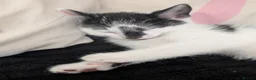 Domestic Shorthair cats for sale: 2 Male Kittens - Advert 5