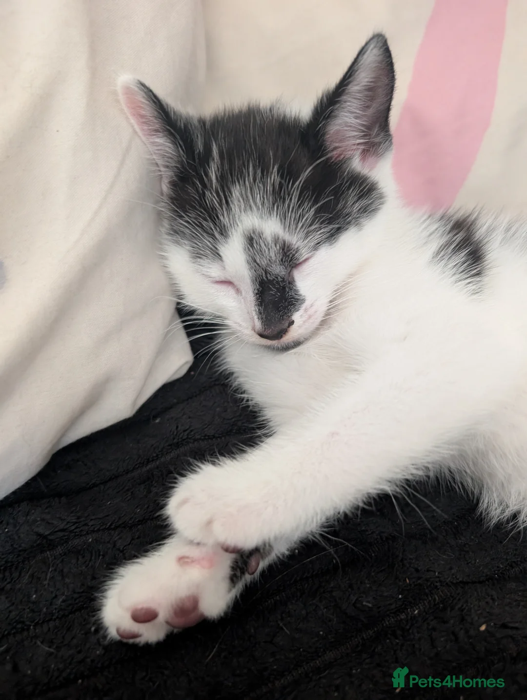 Domestic Shorthair cats for sale: 2 Male Kittens - Advert 5