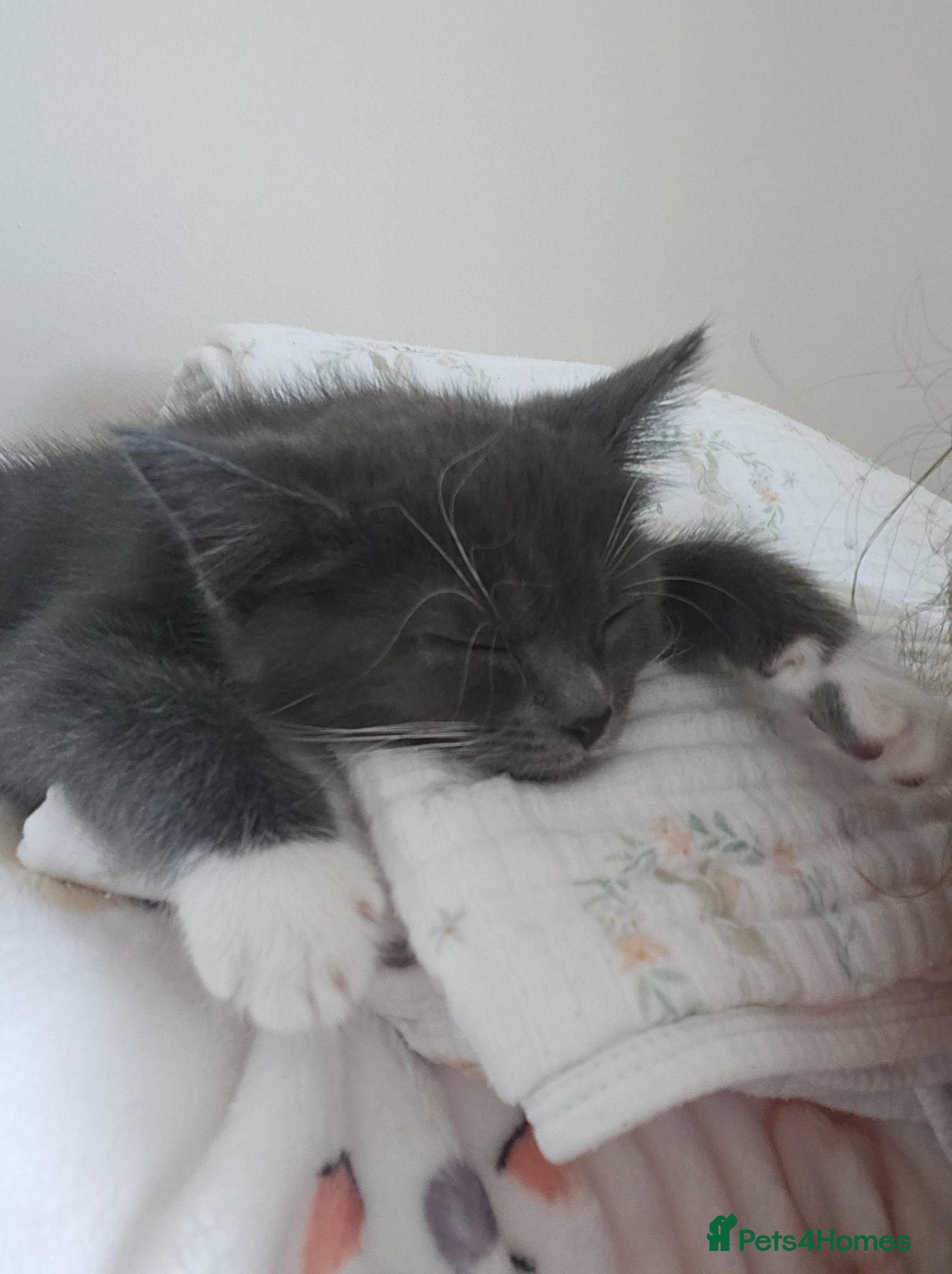 Mixed Breed cats 2 boy kittens for sale  - Advert 4