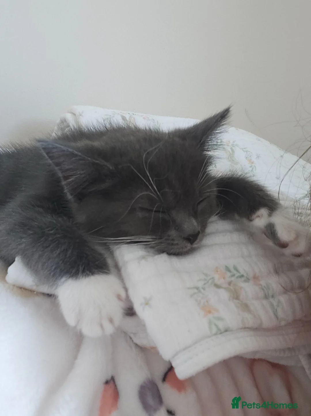 Mixed Breed cats for sale: 2 boy kittens for sale  in Bridgwater - Advert 1