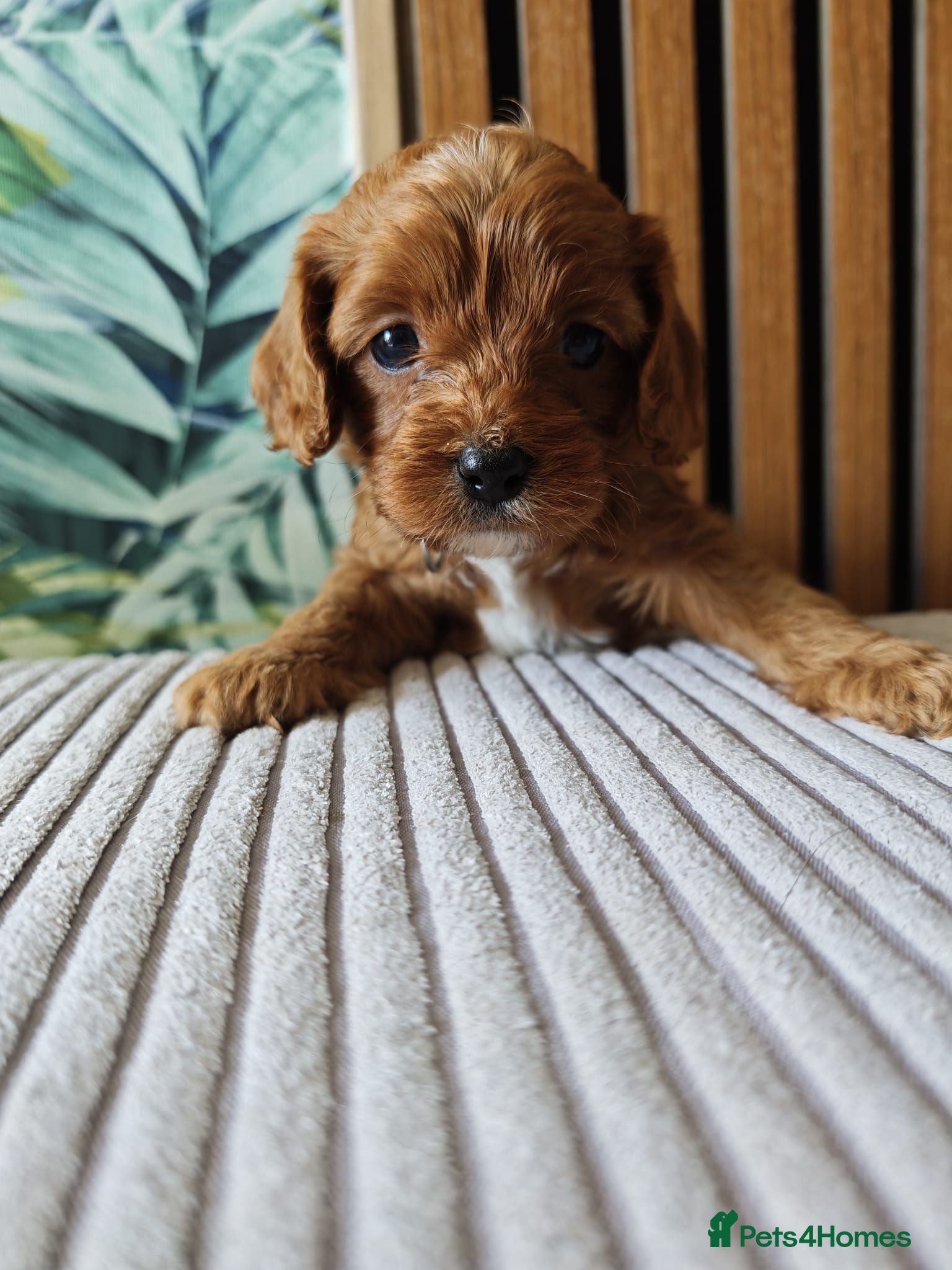 Cavapoo dogs 8 little fluffs available soon  - Advert 13