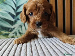 Cavapoo dogs 8 little fluffs available soon - Advert 13