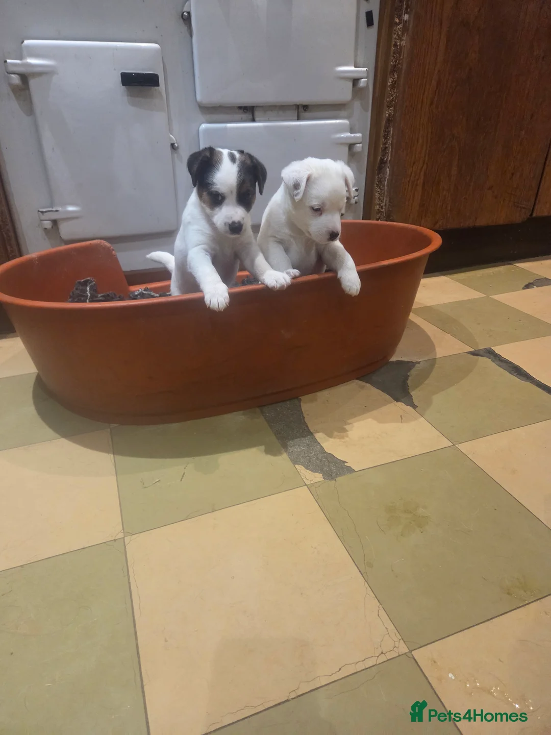 Parson Russell dogs for sale: Parson Russell  - Advert 4