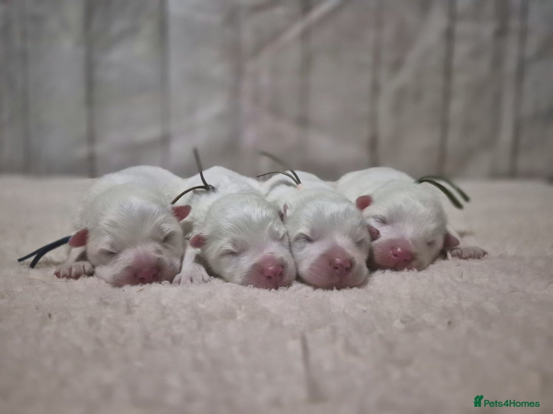 Samoyed dogs for sale: 4 Beautiful Pure Samoyeds ❤️ - Advert 3