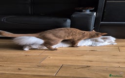 British Shorthair cats for stud: 💦CINNAMON BSH❣️GCCF & TICA active💙STUD 🩸Blood B - Image 22