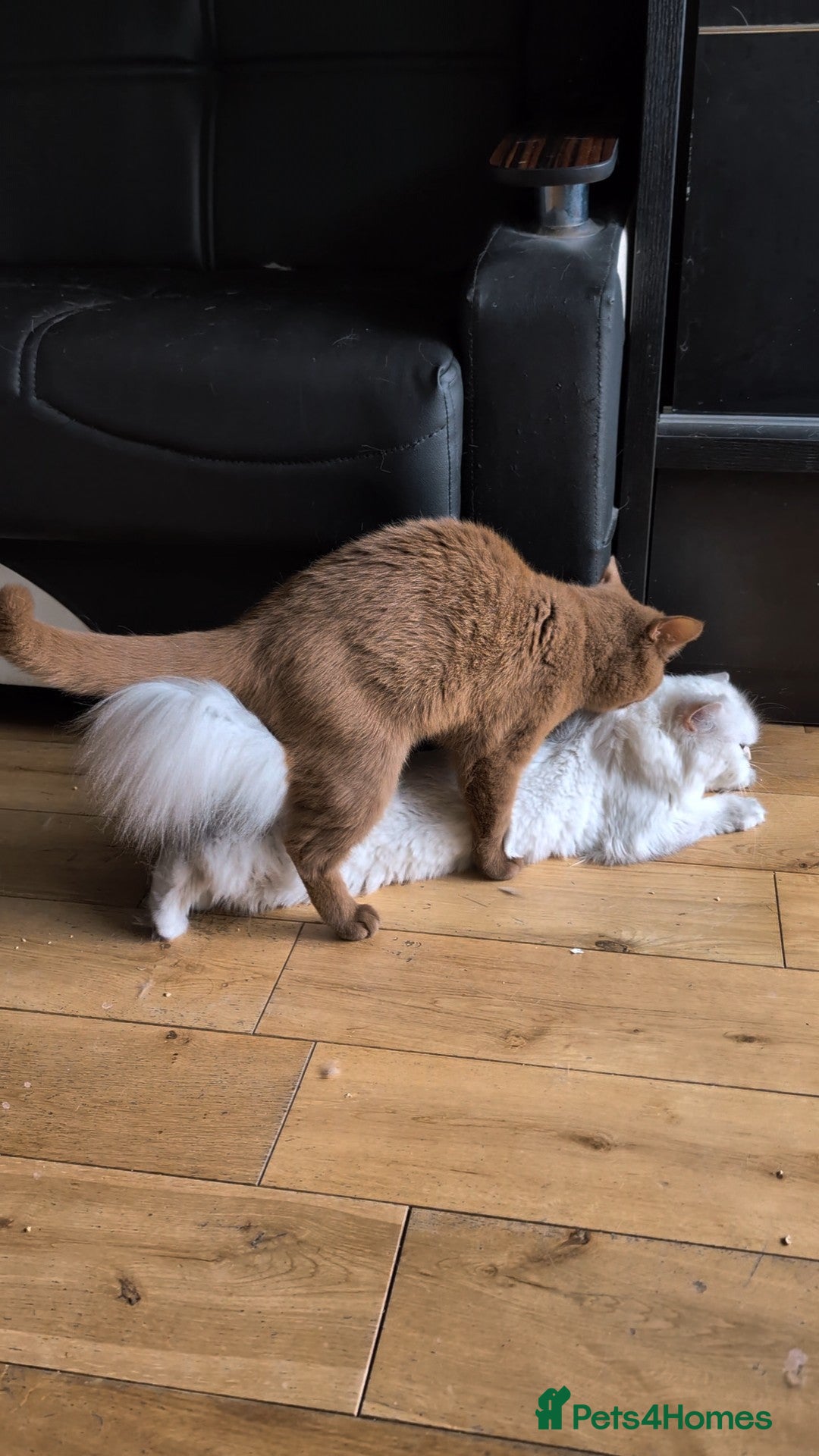British Shorthair cats for stud: 💦CINNAMON BSH❣️GCCF & TICA active💙STUD 🩸Blood B - Image 22