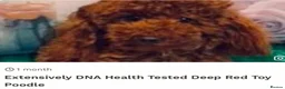 Mixed Breed dogs for sale: 🌟 Stunning F1b Cavapoo Puppies For Sale 🌟 - Advert 6