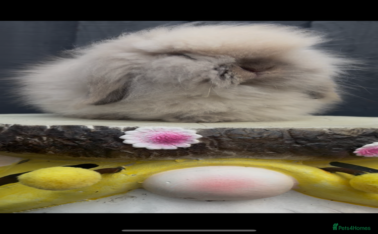 Mini Lion Lop rabbits - Advert 1
