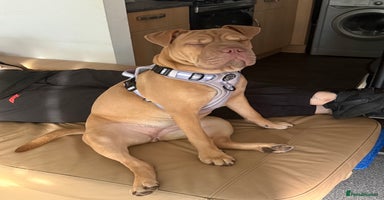 Mixed Breed dogs - Advert 16