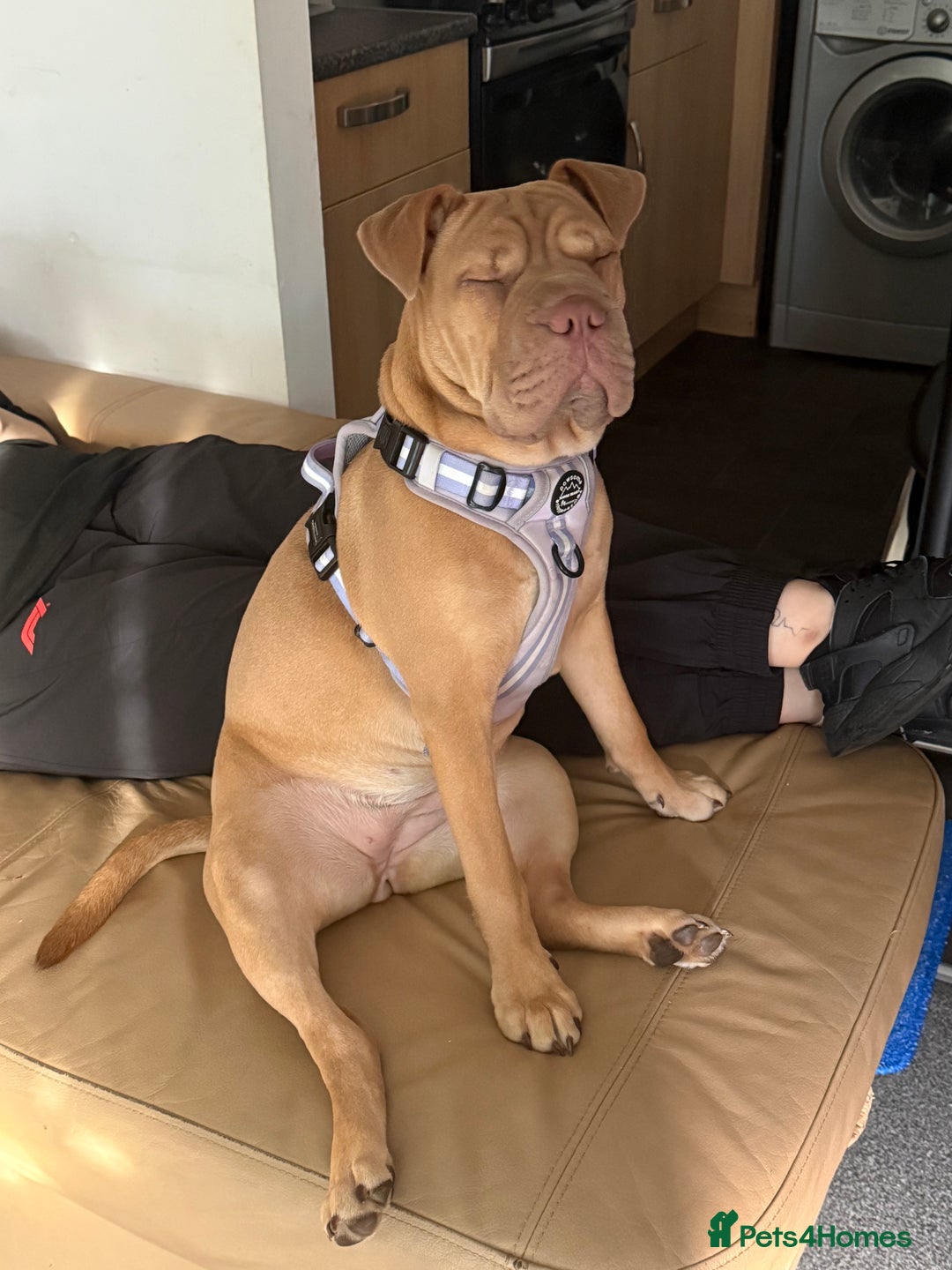Mixed Breed dogs for sale: Daisy female 8months old - Image 2