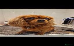 Cavapoo dogs for sale: Exquisit F1 Toy Cavapoos - Health tested Parent - Image 11