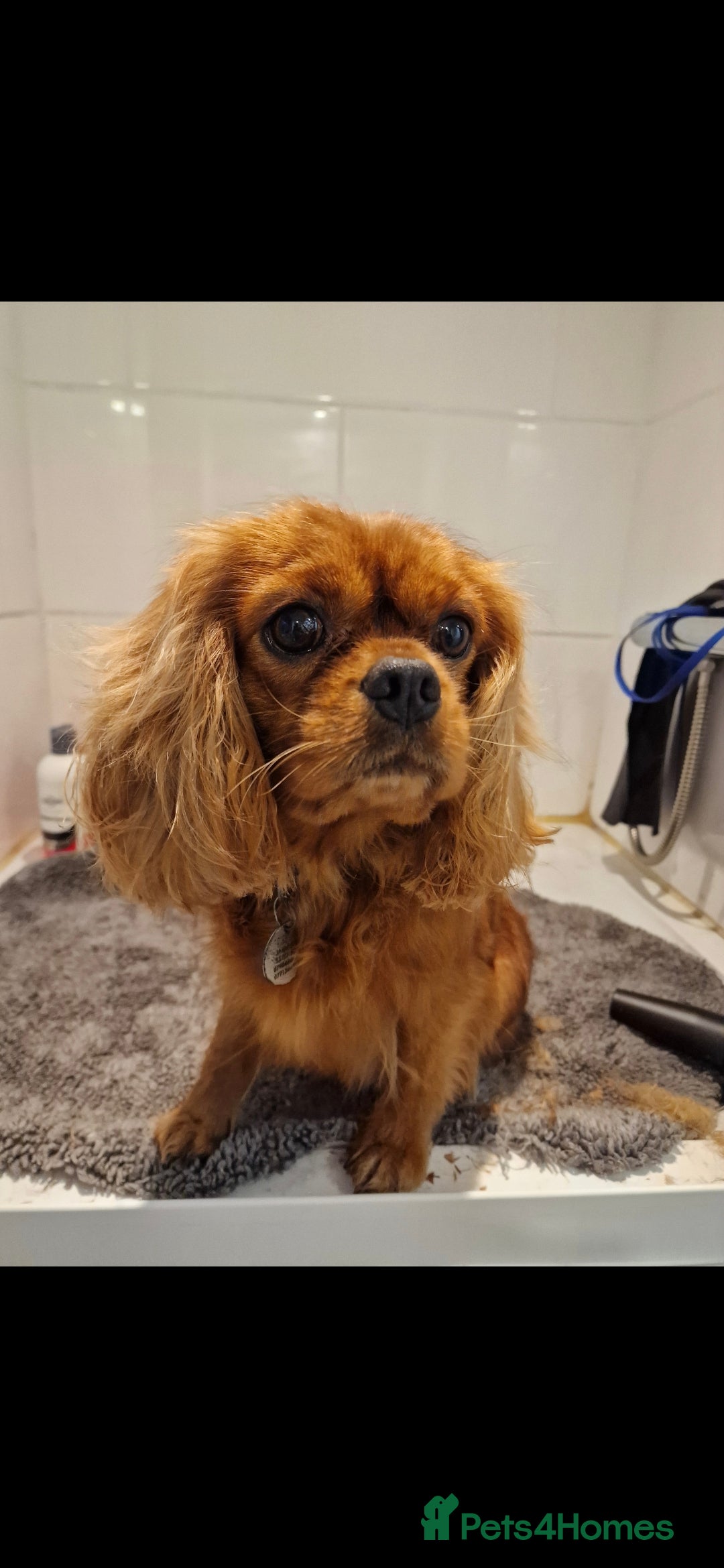 Cavapoo dogs for sale: Exquisit F1 Toy Cavapoos - Health tested Parent - Image 11