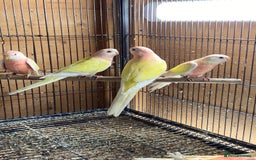 Cockatiels birds for sale: Cockatiels , love birds and bourkes  - Image 3