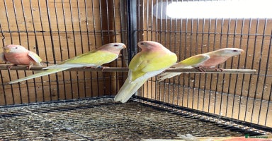 Cockatiels birds - Advert 11